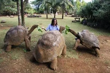 A legnagyobb teknős