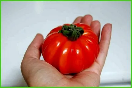 Cele mai bune soiuri de tomate pentru sere - toate despre sere