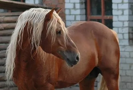 Magyar Heavy áttekintése Fajta leírása és jellemzése fotó és videó