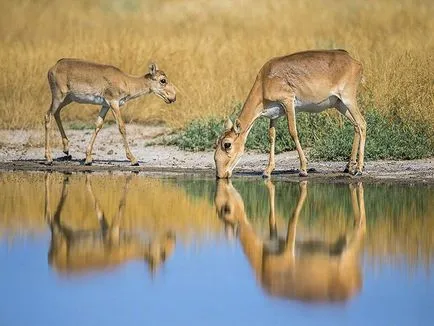 Cele mai frumoase locuri din Kalmikia (foto)