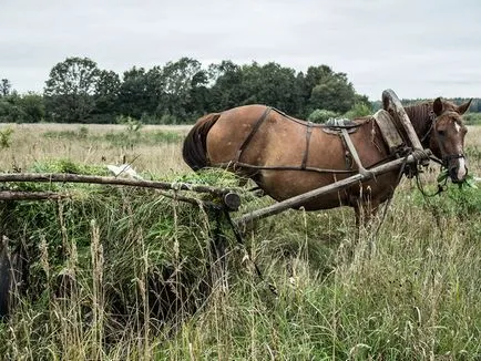 Română Heavy descriere rasa privire de ansamblu și caracterizarea foto și video