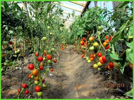 Cele mai bune soiuri de tomate pentru sere - toate despre sere