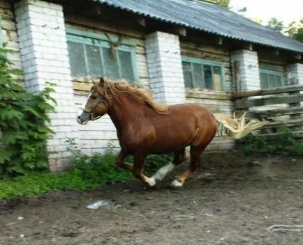 Magyar Heavy (orosz tyazheloupryazhnaya lófajta) - helyszínen a lovak