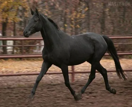 Orosz lovas fajta ló fotók és videók, leírások és jellemzők, történelem, nemesítési