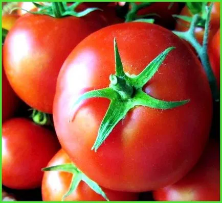 Cele mai bune soiuri de tomate pentru sere - toate despre sere