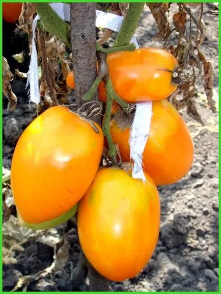 Cele mai bune soiuri de tomate pentru sere - toate despre sere