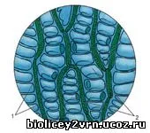 Site-ul profesori de biologie MBOU Liceul № 2 din orașul Voronezh