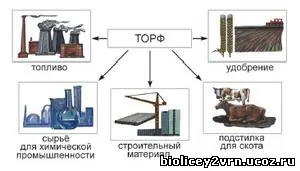 Site-ul profesori de biologie MBOU Liceul № 2 din orașul Voronezh