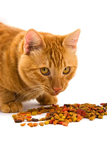 Kiegyensúlyozott táplálkozás macskáknak