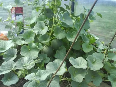 Secretele de pepeni verzi cultivate în seră prin agronomi cu experienta