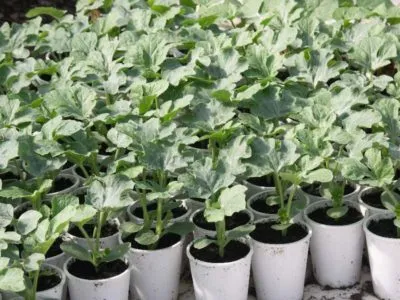 Secretele de pepeni verzi cultivate în seră prin agronomi cu experienta