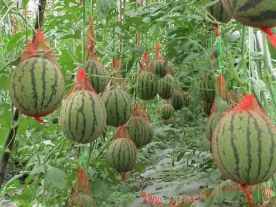 Тайните на дини, отглеждани в оранжерията от опитни агрономи