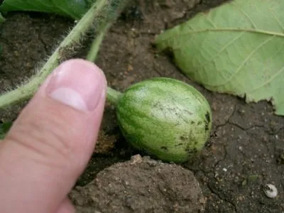 Secretele de pepeni verzi cultivate în seră prin agronomi cu experienta