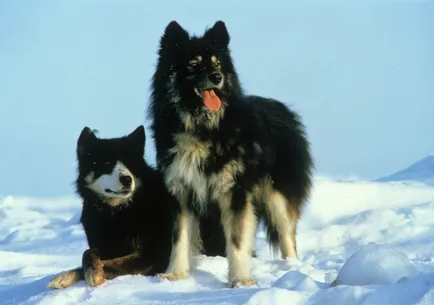 Szahalin Husky (Karafuto-ken) kutya fotó, betű