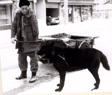 Szahalin Husky (Szahalin Husky) képet és leírást a Szahalin Husky fajtájú kutya