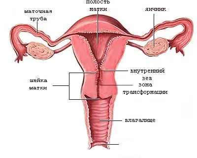 Colul uterin în timpul sarcinii, ca modificarile in timpul sarcinii