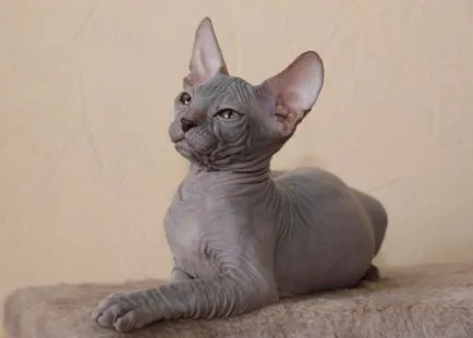 Sphinx macskát, amely fajok a fajta létezik