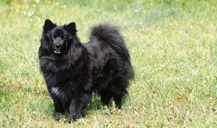 Шведската Lapphund външен вид, съдържание, грижи, обучение (снимка)