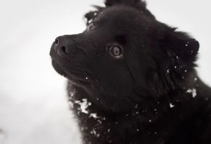 Шведската Lapphund външен вид, съдържание, грижи, обучение (снимка)