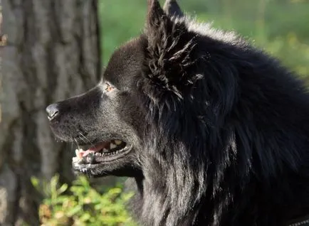 Svéd Lapphund megjelenését, tartalmát, gondozása, oktatása (fotó)