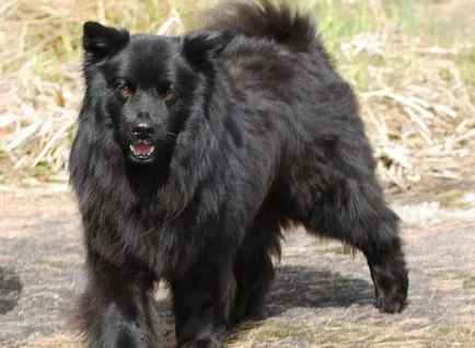 Шведската Lapphund външен вид, съдържание, грижи, обучение (снимка)