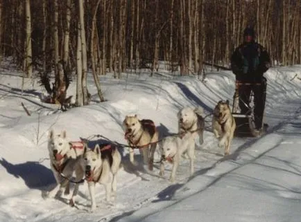 sania trasă de câini Siberian