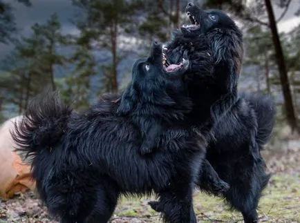 Svéd Lapphund megjelenését, tartalmát, gondozása, oktatása (fotó)