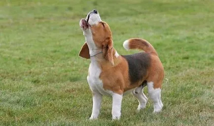 Beagle kutya - fajta leírás, betű, fotó, karbantartása és tisztítása