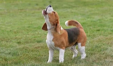 câine Beagle - descriere rasa, caracter, fotografie, îngrijire și întreținere