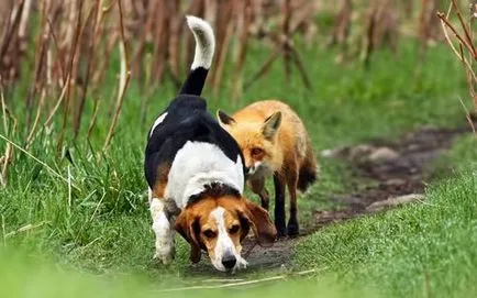 Beagle kutya - fajta leírás, betű, fotó, karbantartása és tisztítása