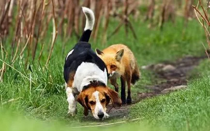 câine Beagle - descriere rasa, caracter, fotografie, îngrijire și întreținere