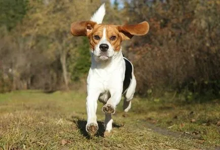 câine Beagle - descriere rasa, caracter, fotografie, îngrijire și întreținere