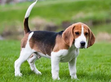 câine Beagle - descriere rasa, caracter, fotografie, îngrijire și întreținere