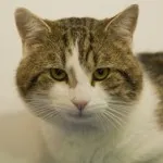 Sox - Cat Bill Clinton - kototeka - cel mai interesant lucru despre lumea pisicilor