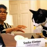 Sox - Cat Bill Clinton - kototeka - cel mai interesant lucru despre lumea pisicilor