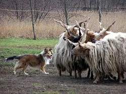 Конкурси пастирството кучета - всички новини