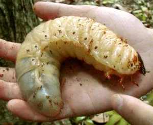 Cuprins bronzovok (cetoniinae), insecte de casa si arahnide