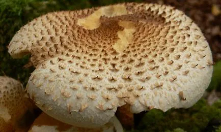 Съберете поле гъби гъби и горски прилича на campestris фото Agaricus