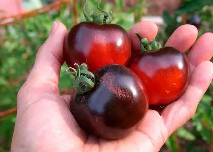 Soiuri de tomate negre cu fotografii și descriere