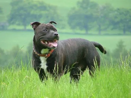 Staffordshire Bull Terrier Foto Stafford, rasa, caracterul și preț