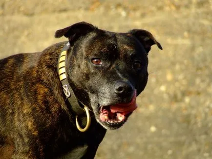 Staffordshire Bull Terrier Foto Stafford, rasa, caracterul și preț