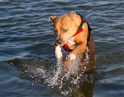 Staffordshire Bull Terrier Foto Stafford, rasa, caracterul și preț