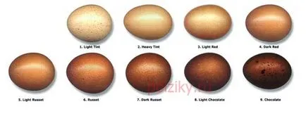 Трябва ли да купите яйца за люпене Мара - най-вече рок