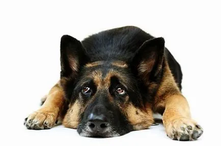 Stressz kutyák tünetei és eltávolítása