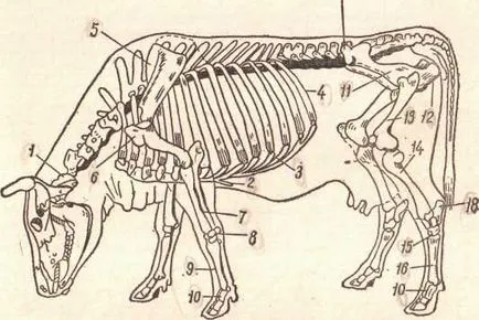 Structura scheletică de animale pentru sacrificare - abstract, pagina 1