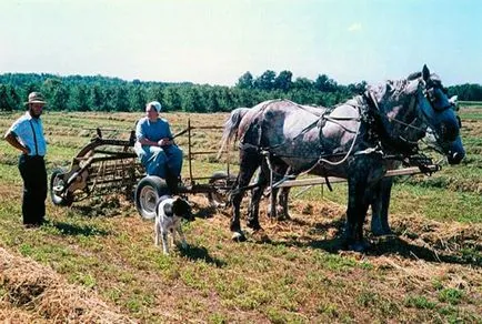 Amish esküvő