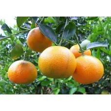 Tangerine ulei esențial