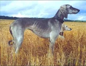 Lavoare -sredneaziatskaya Greyhound