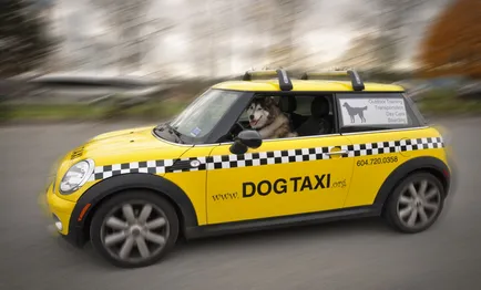 Taxi pentru animale de companie și în special reglementările de transport