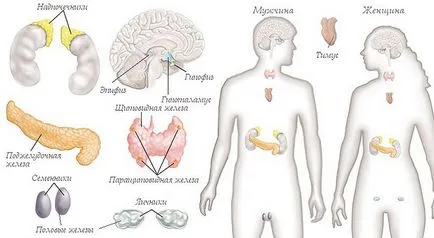 ендокринна система